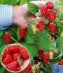 BALDUR Garten Riesenhimbeere Primeberry® Autumn Happy® 3 St. Herbst-Himbeere Bild 2