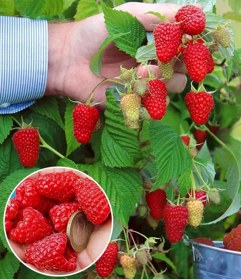 BALDUR Garten Riesenhimbeere Primeberry® Autumn Happy® 3 St. Herbst-Himbeere - Bild 2
