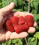 BALDUR Garten Riesenhimbeere Primeberry® Autumn Happy® 3 St. Herbst-Himbeere Bild 3