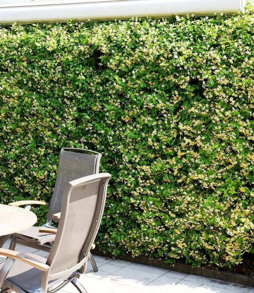 BALDUR Garten Winterharter Jasmin 'Star of Toscane®' 3 St. Gelb