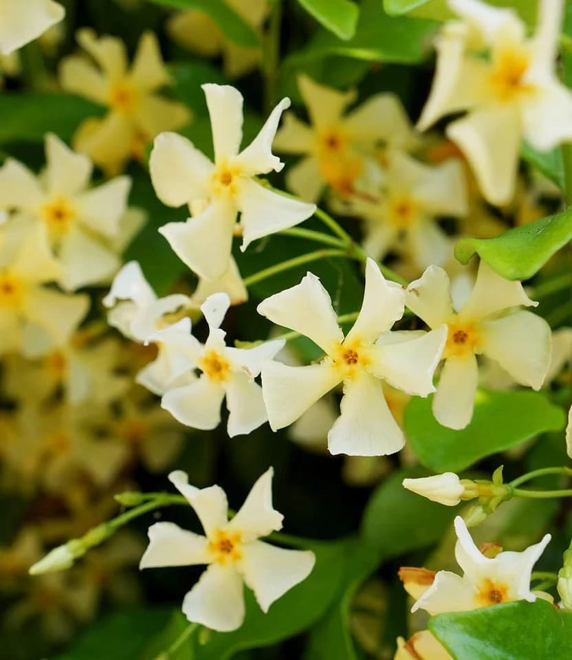 BALDUR Garten Winterharter Jasmin 'Star of Toscane®' 3 St. Gelb - Bild 2