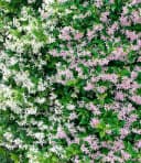 BALDUR Garten Duft-Jasmin 'Pink & Weiß' 4er Set Bild 1