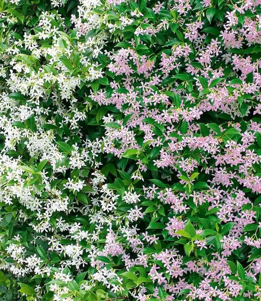 BALDUR Garten Duft-Jasmin 'Pink & Weiß' 4er Set