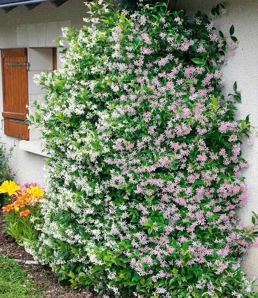 BALDUR Garten Duft-Jasmin 'Pink & Weiß' 4er Set - Bild 2