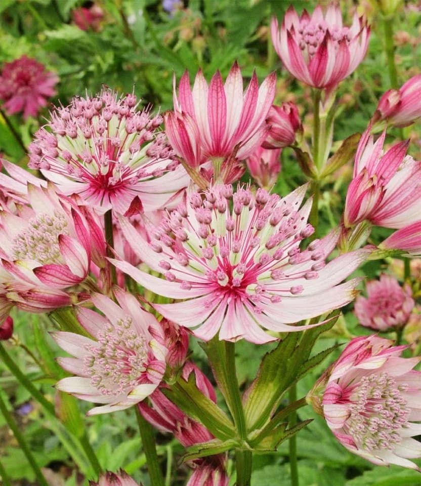 BALDUR Garten Astrantia 'Sparkling Stars Pink' 2 St. Sternendolde Winterhart