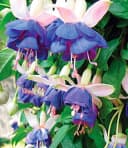 BALDUR Garten Winterharte Fuchsie 'Blue Sarah' 9 St. Blau Bild 1