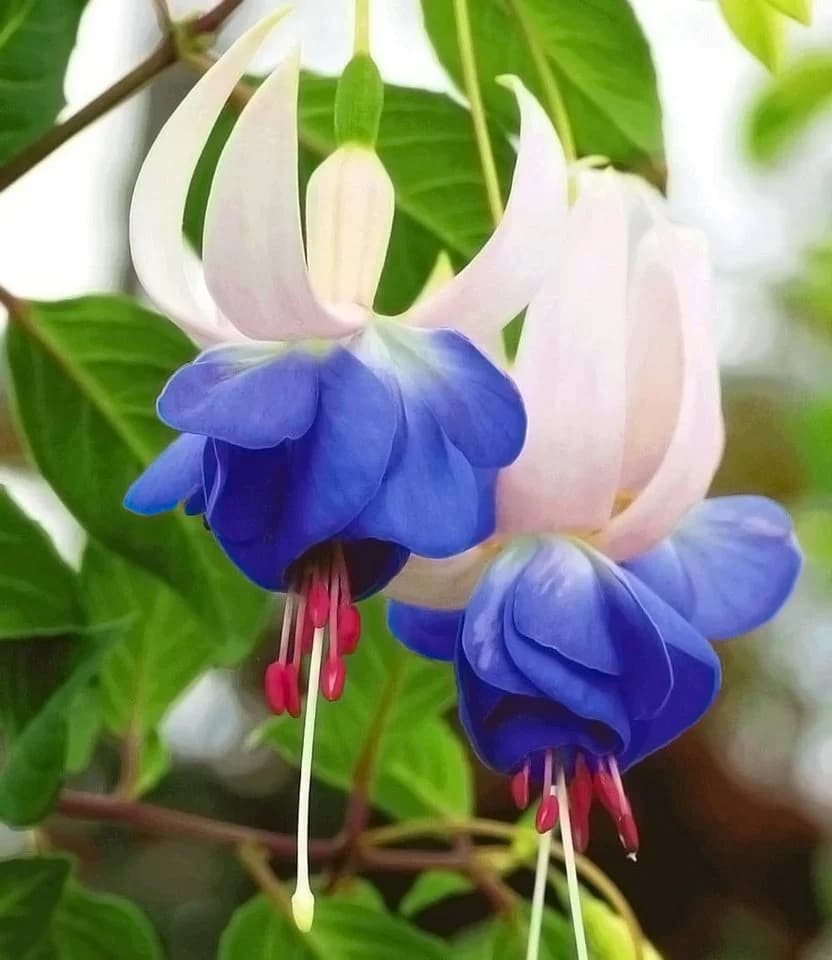 BALDUR Garten Winterharte Fuchsie 'Blue Sarah' 9 St. Blau - Bild 2