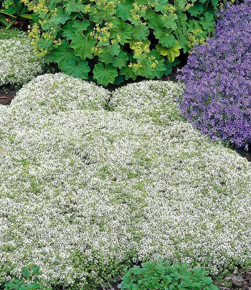 BALDUR Garten Weißer Polsterthymian 9 St. Immergrün & Duftend
