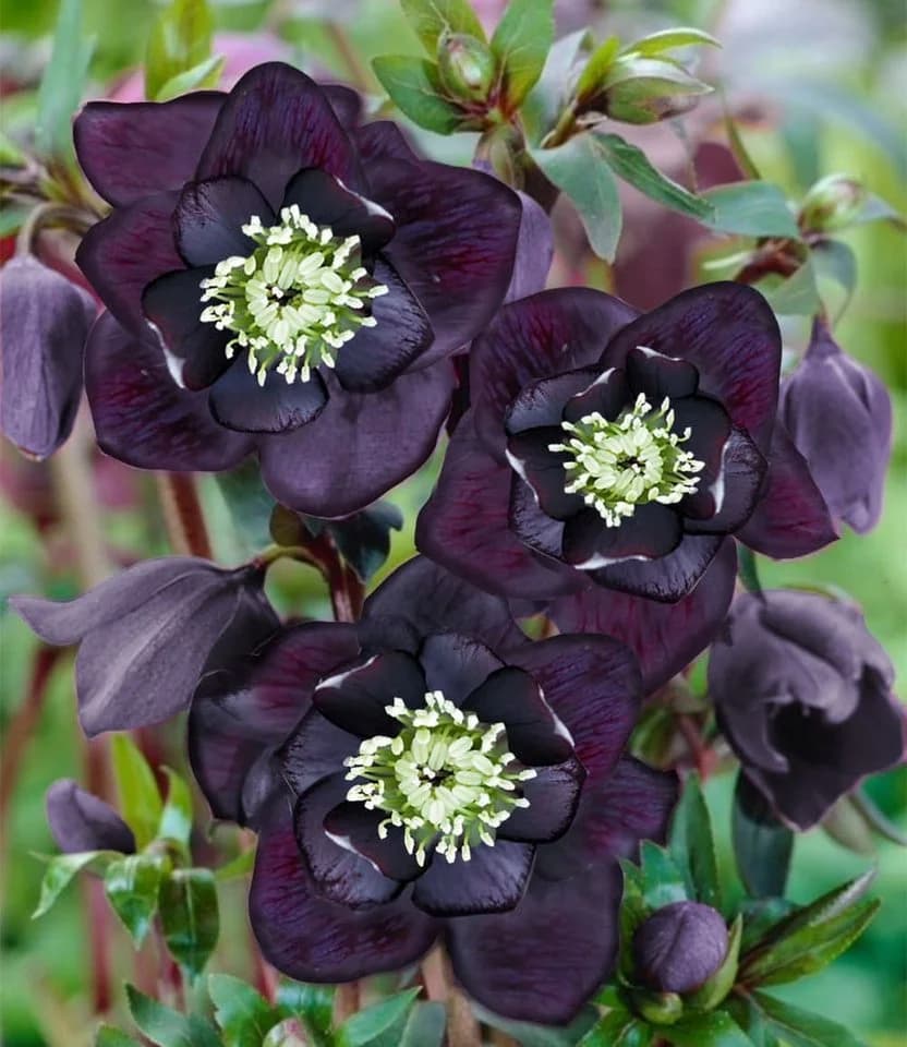 BALDUR Garten Gefüllte Christrose 'Black Swan' Schwarz 2 St.