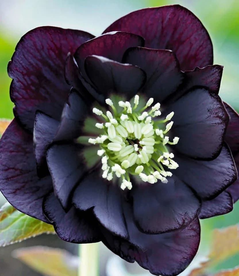 BALDUR Garten Gefüllte Christrose 'Black Swan' Schwarz 2 St. - Bild 2