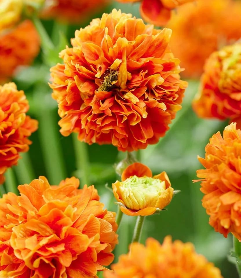 BALDUR Garten Staude Geum 'Orange Pumpkin®' 3 St. Orange