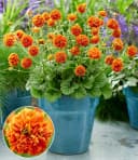 BALDUR Garten Staude Geum 'Orange Pumpkin®' 3 St. Orange Bild 2