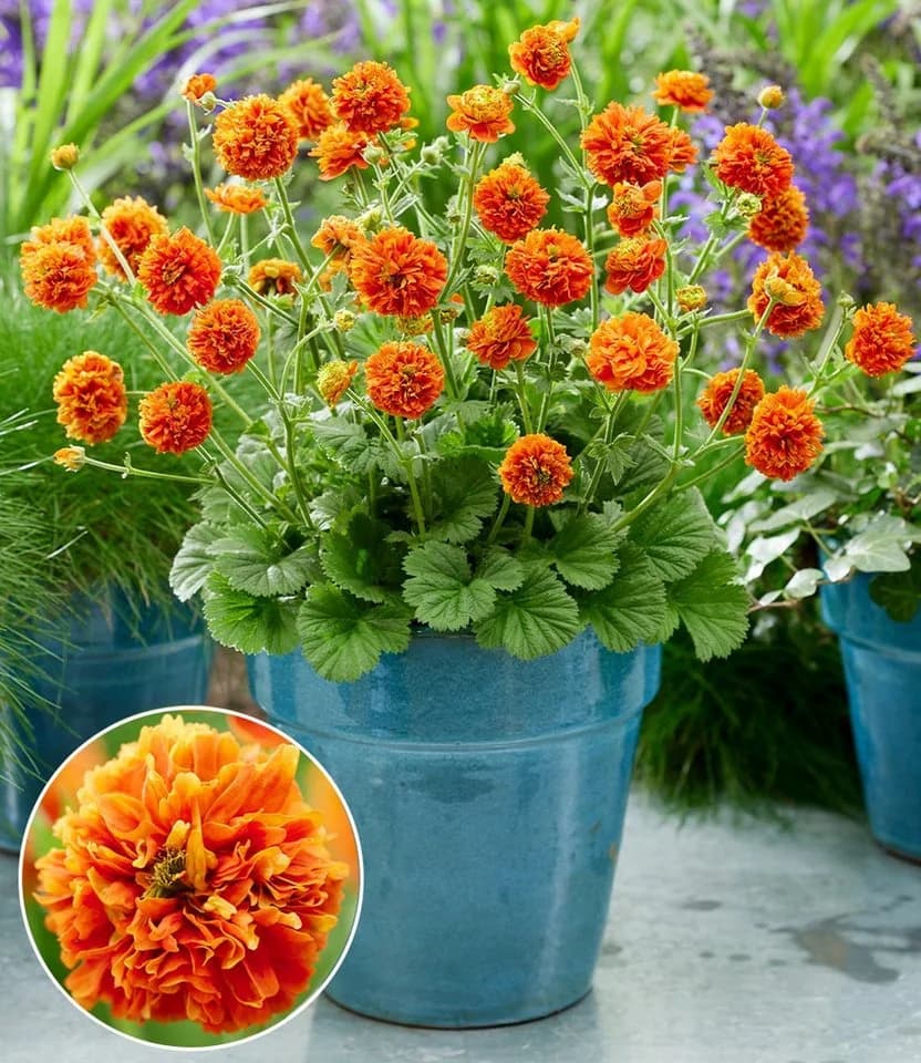 BALDUR Garten Staude Geum 'Orange Pumpkin®' 3 St. Orange - Bild 2
