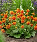 BALDUR Garten Staude Geum 'Orange Pumpkin®' 3 St. Orange Bild 3