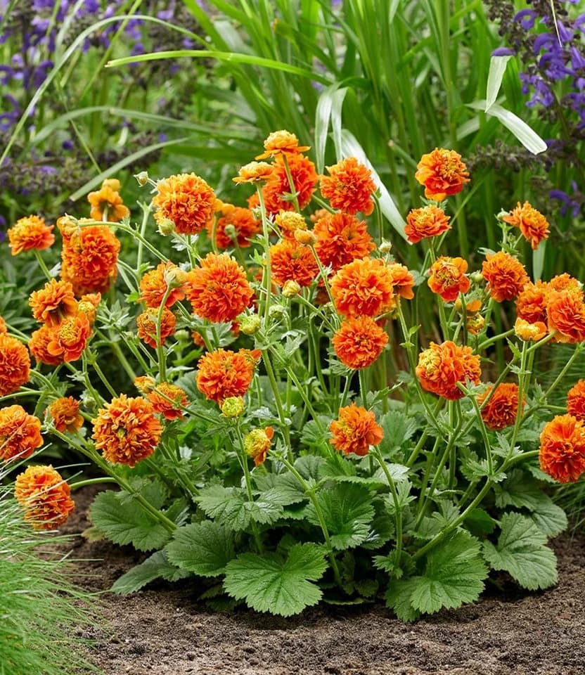BALDUR Garten Staude Geum 'Orange Pumpkin®' 3 St. Orange - Bild 3