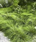 BALDUR Garten Gräser-Teppich 'Carex Remota' 15 St. Grün Winkel-Segge Bild 1
