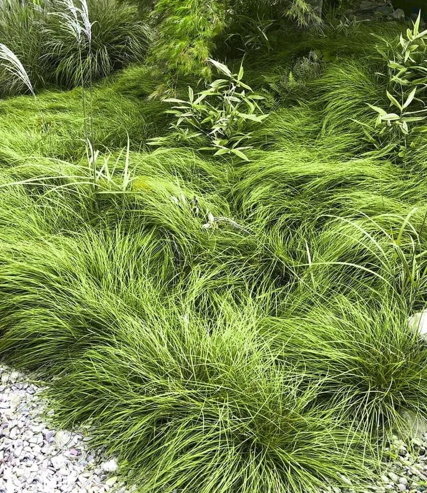 BALDUR Garten Gräser-Teppich 'Carex Remota' 15 St. Grün Winkel-Segge