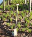 BALDUR Garten Gräser-Teppich 'Carex Remota' 15 St. Grün Winkel-Segge Bild 3