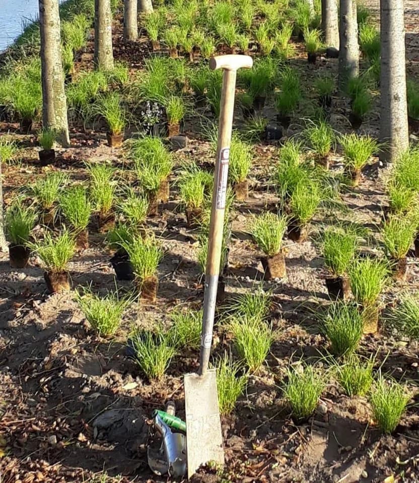 BALDUR Garten Gräser-Teppich 'Carex Remota' 15 St. Grün Winkel-Segge - Bild 3