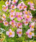 BALDUR Garten Staude Rosa Herbst-Anemone 6 St. Winterhart Bild 1