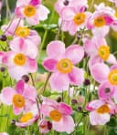 BALDUR Garten Staude Rosa Herbst-Anemone 6 St. Winterhart Bild 2