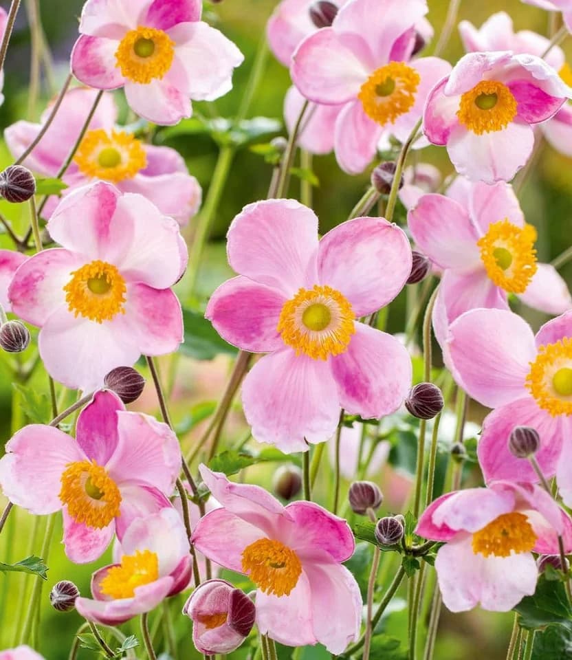 BALDUR Garten Staude Rosa Herbst-Anemone 6 St. Winterhart - Bild 2