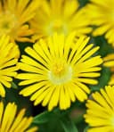 BALDUR Garten Eisblumen 'Wheels of Wonder®' 5er Farbmix 15 St. Winterhart Bild 1