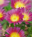 BALDUR Garten Eisblumen 'Wheels of Wonder®' 5er Farbmix 15 St. Winterhart Bild 3