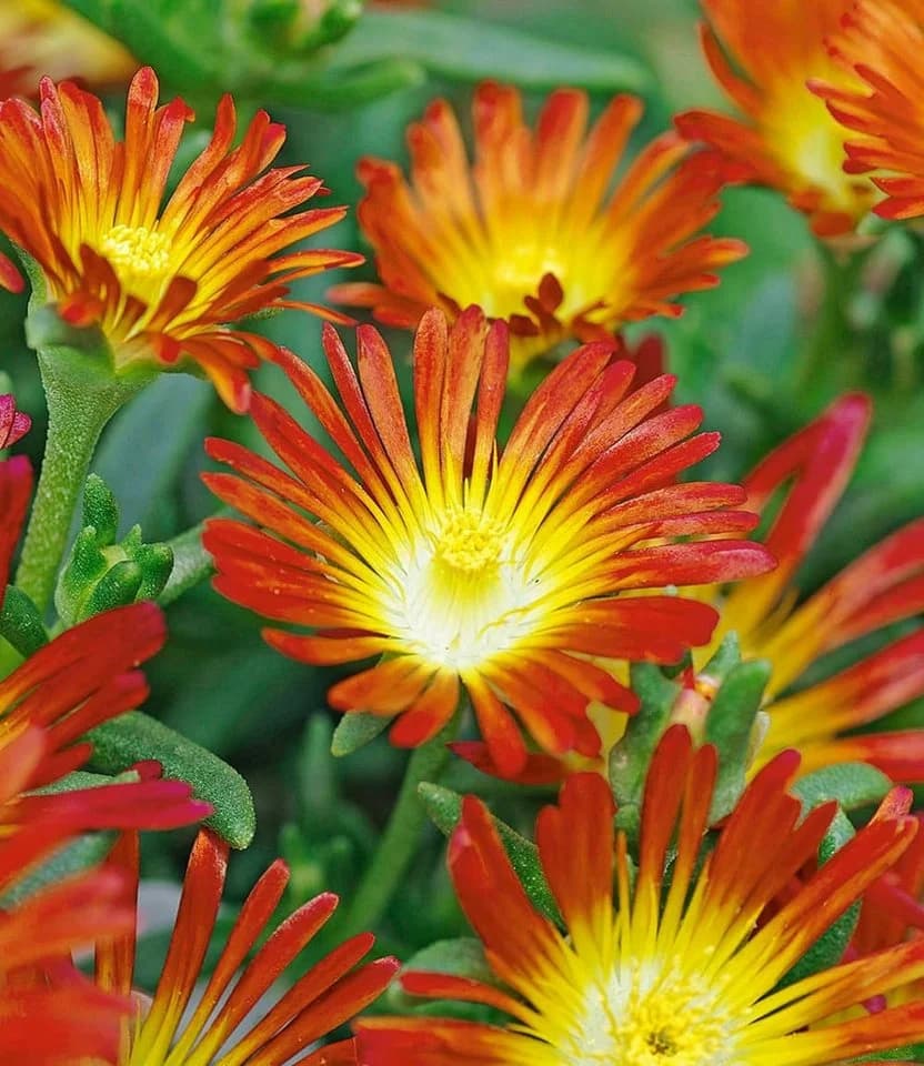 BALDUR Garten Eisblumen 'Wheels of Wonder®' 5er Farbmix 15 St. Winterhart - Bild 4