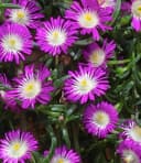 BALDUR Garten Eisblumen 'Wheels of Wonder®' 5er Farbmix 15 St. Winterhart Bild 5