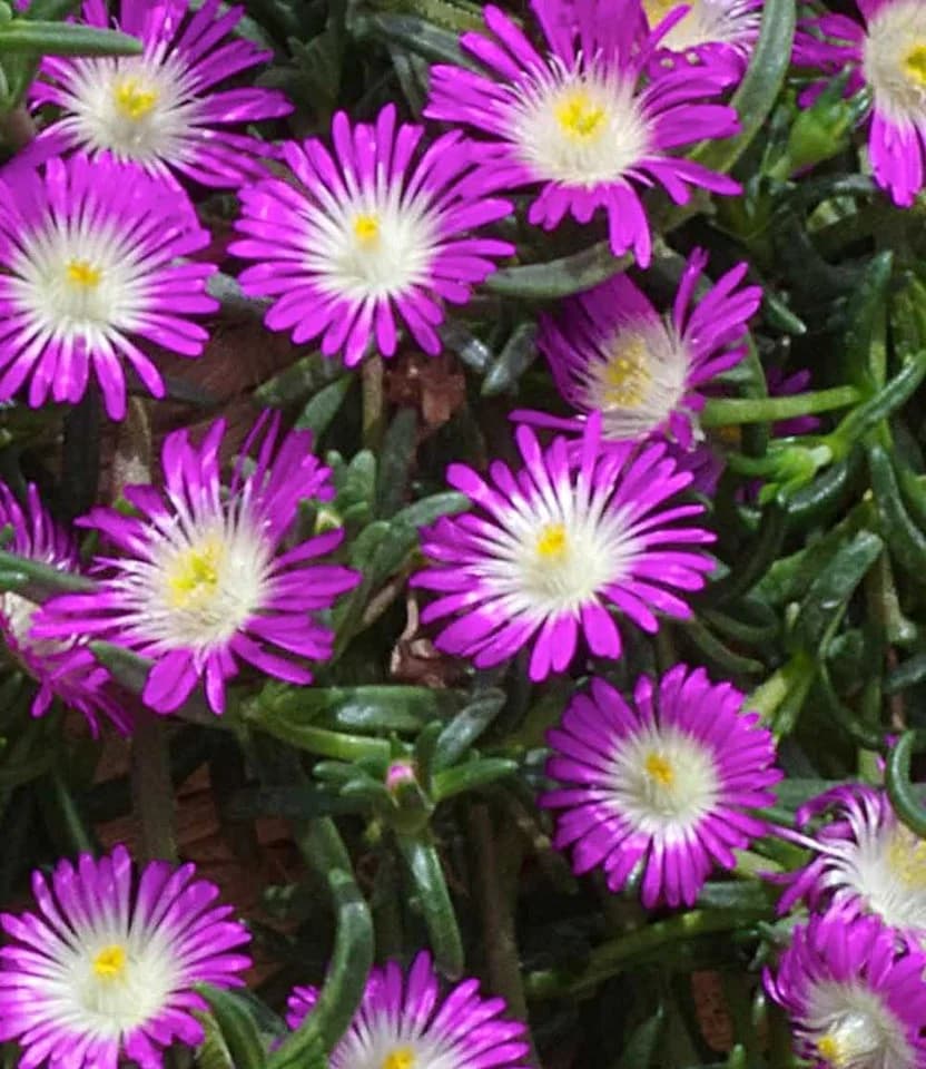 BALDUR Garten Eisblumen 'Wheels of Wonder®' 5er Farbmix 15 St. Winterhart - Bild 5