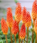 BALDUR Garten Staude Kniphofia 'Alcazar' Fackellilie Orange Bild 1