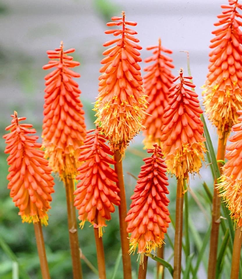 BALDUR Garten Staude Kniphofia 'Alcazar' Fackellilie Orange