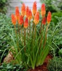 BALDUR Garten Staude Kniphofia 'Alcazar' Fackellilie Orange Bild 2