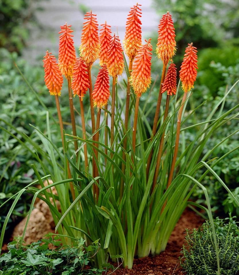 BALDUR Garten Staude Kniphofia 'Alcazar' Fackellilie Orange - Bild 2