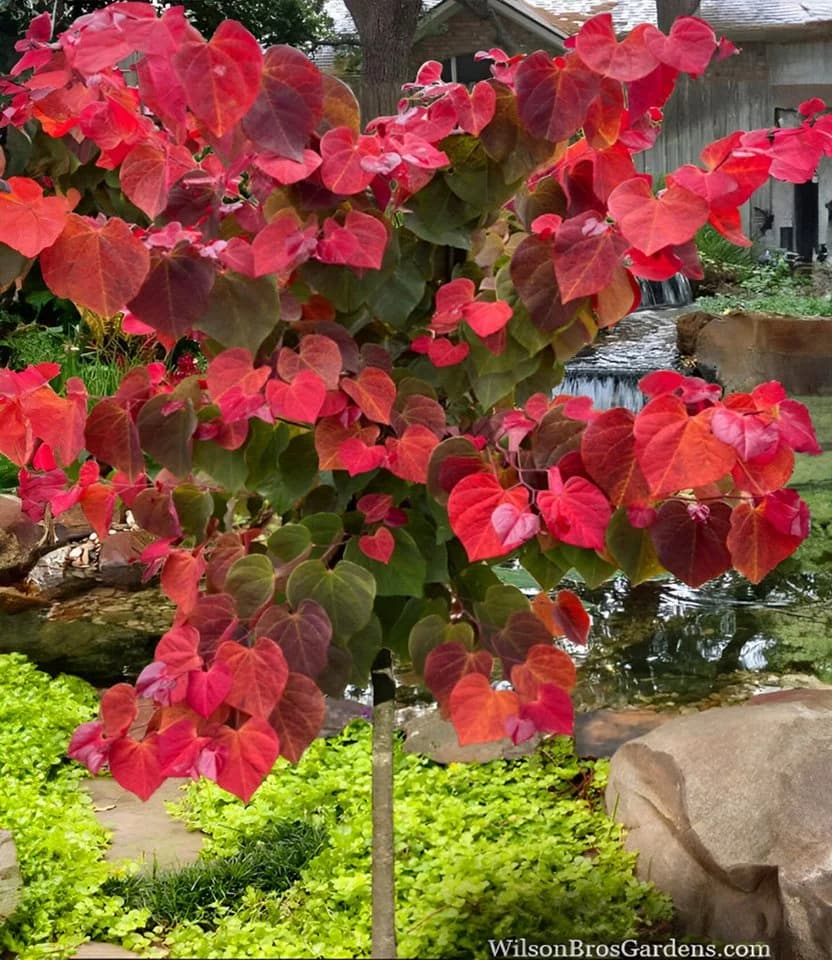 BALDUR Garten Zierstrauch Cercis 'Hearts A' Fire®' Judasbaum Rosa