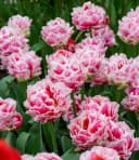 BALDUR Garten Pfingstrosen-Tulpe 'Let's Dance' Bunt Winterhart Bild 1