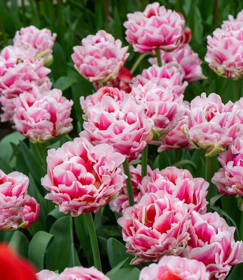 BALDUR Garten Pfingstrosen-Tulpe 'Let's Dance' Bunt Winterhart