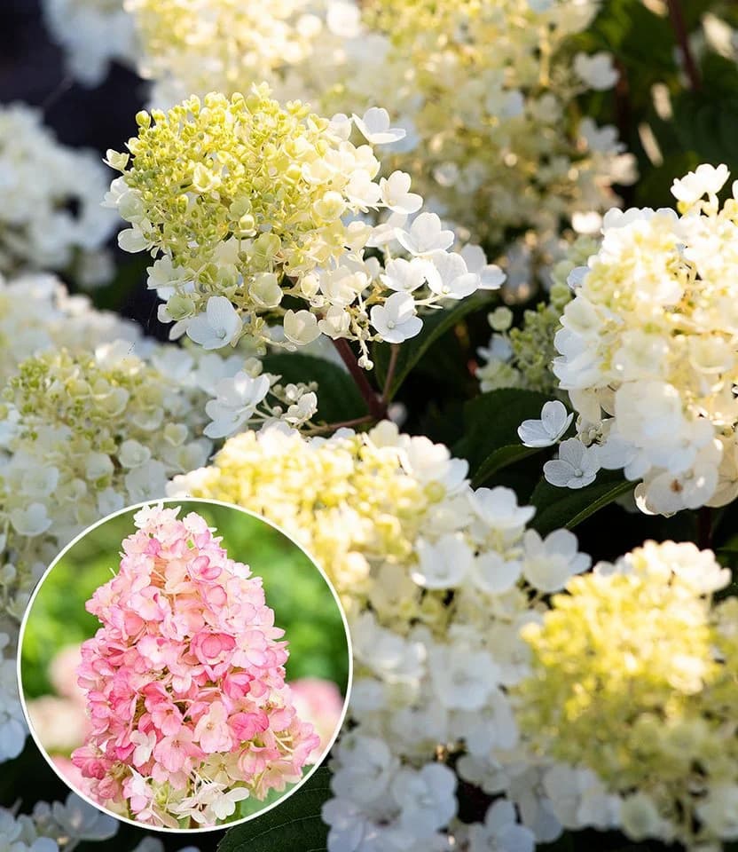 BALDUR Garten Rispen-Hortensie 'Living Little Blossom®' Bunt Winterhart