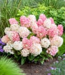 BALDUR Garten Rispen-Hortensie 'Living Little Blossom®' Bunt Winterhart Bild 2
