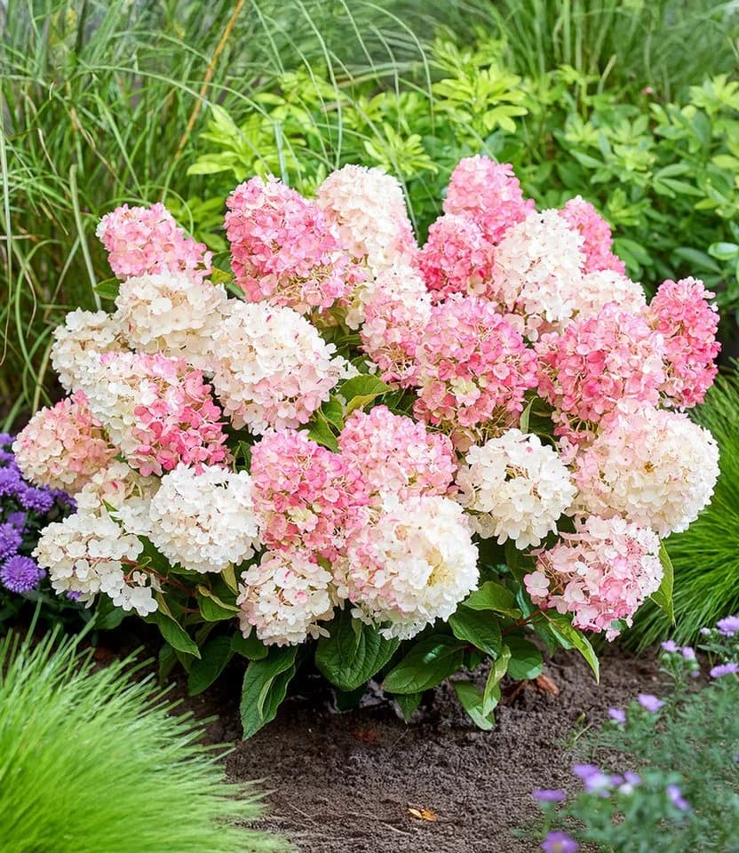 BALDUR Garten Rispen-Hortensie 'Living Little Blossom®' Bunt Winterhart - Bild 2