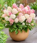 BALDUR Garten Rispen-Hortensie 'Living Little Blossom®' Bunt Winterhart Bild 3