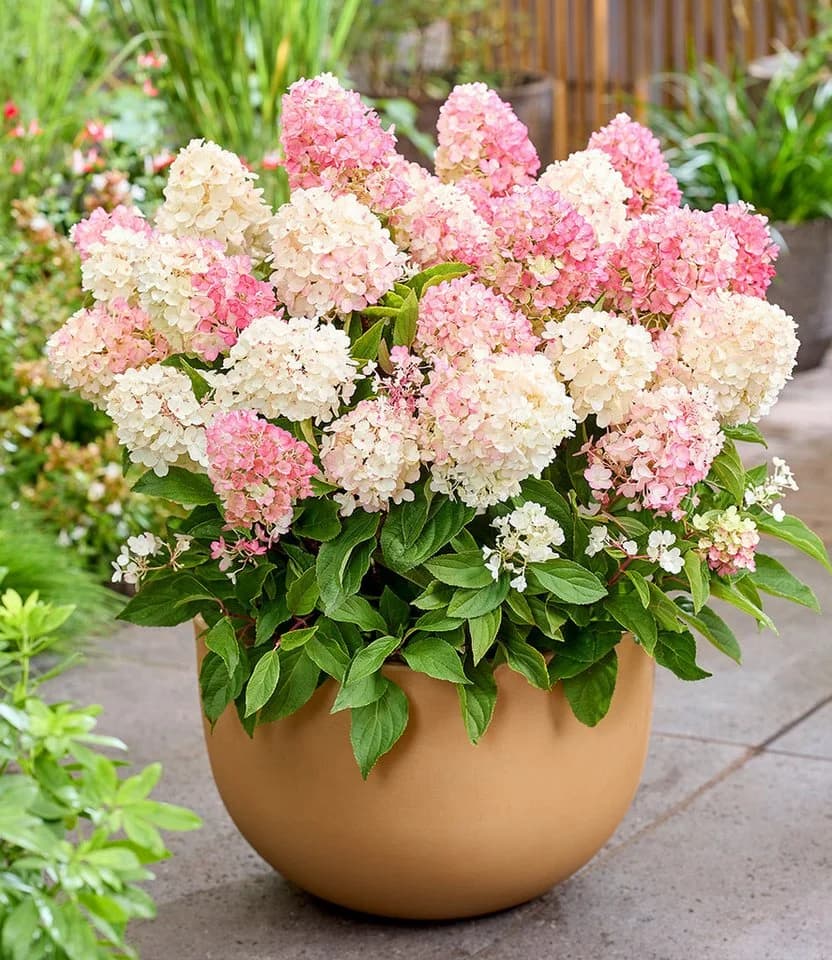 BALDUR Garten Rispen-Hortensie 'Living Little Blossom®' Bunt Winterhart - Bild 3