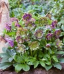 BALDUR Garten Staude Gefüllte Christrose 'Double Ellen® Green Picotée' 1 St. Bild 1