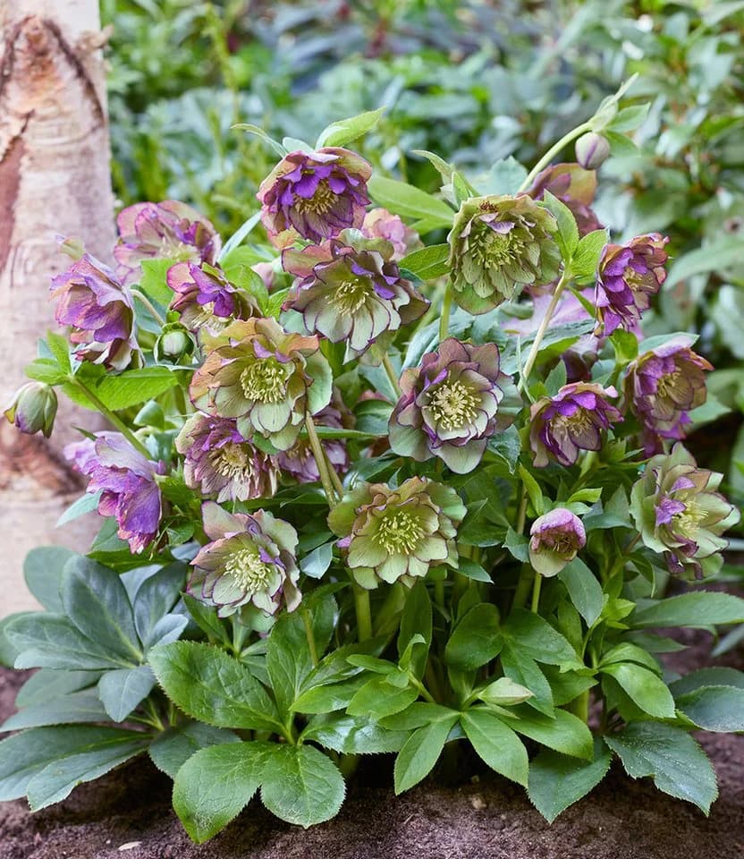 BALDUR Garten Staude Gefüllte Christrose 'Double Ellen® Green Picotée' 1 St.