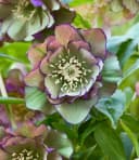 BALDUR Garten Staude Gefüllte Christrose 'Double Ellen® Green Picotée' 1 St. Bild 2