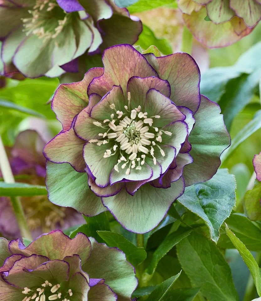 BALDUR Garten Staude Gefüllte Christrose 'Double Ellen® Green Picotée' 1 St. - Bild 2