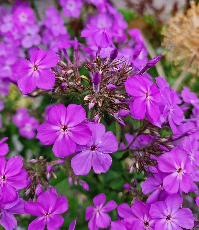BALDUR Garten Phlox 'JS® Queen Paola®' 2 St. Lila Staude