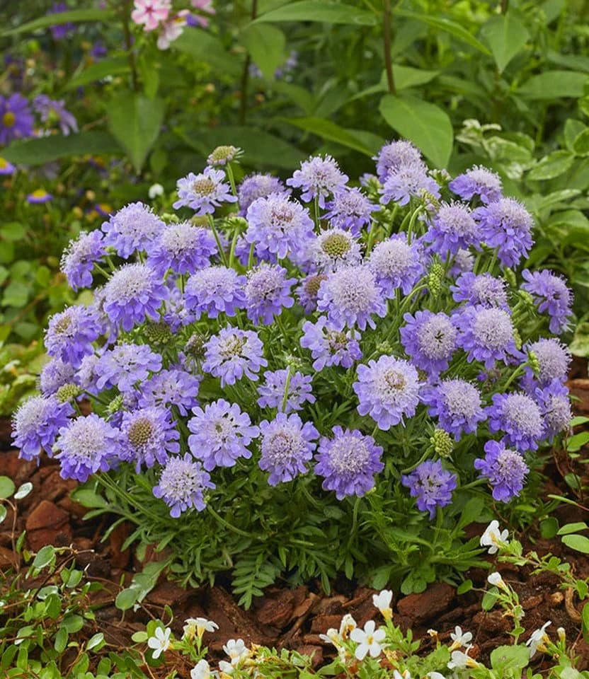 BALDUR Garten Staude Scabiose 'Blue Eyes®' Violett