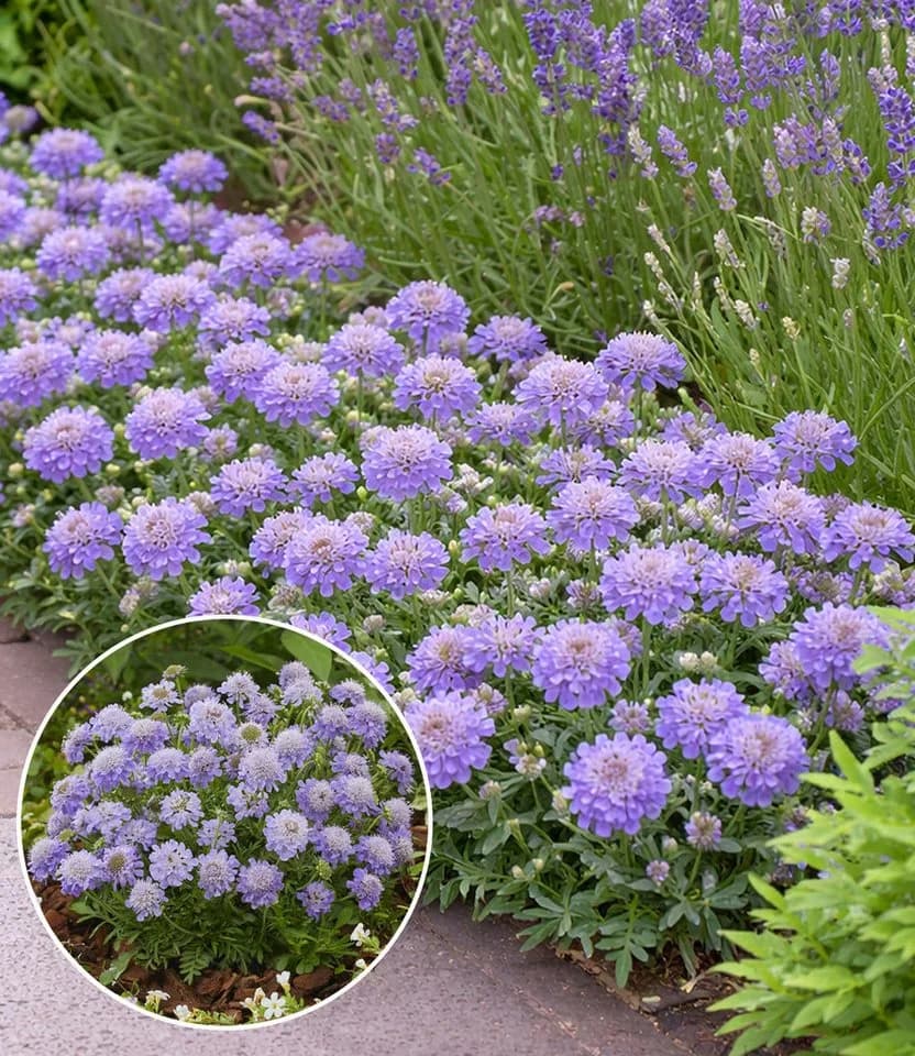 BALDUR Garten Staude Scabiose 'Blue Eyes®' Violett - Bild 2